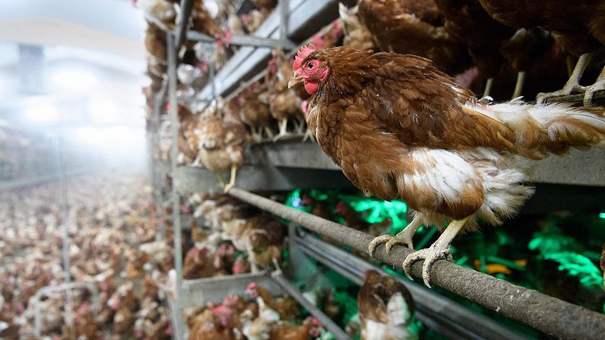 Avustralya'da 500 binden fazla tavuk itlaf edilecek