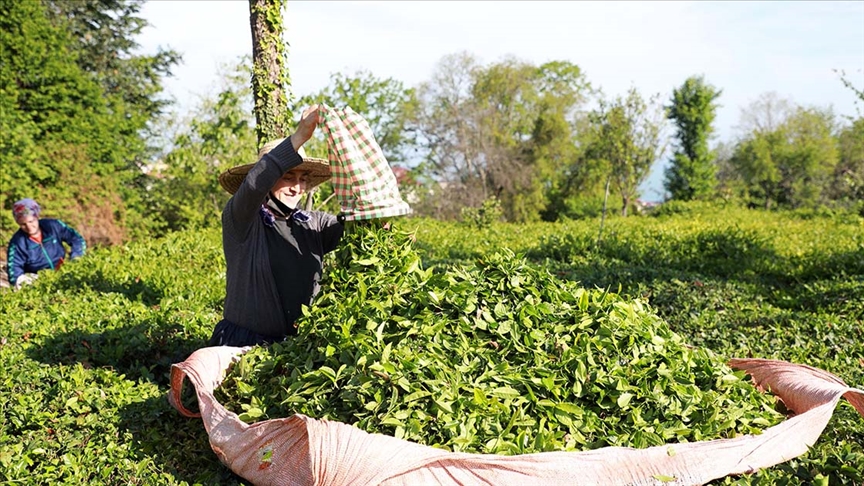 Rize'nin 4 aylık çay ihracatı